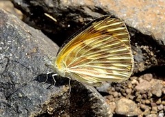 Colotis chrysonome