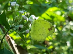 Eurema blanda