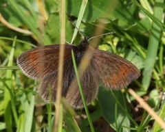 Erebia epiphron