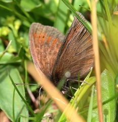 Erebia epiphron