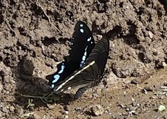 Papilio nireus pseudonireus
