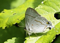 Hypolycaena philippus