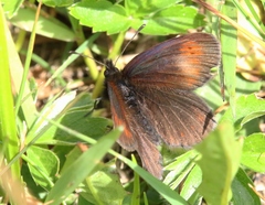 Erebia epiphron