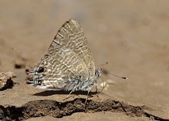 Anthene suquala