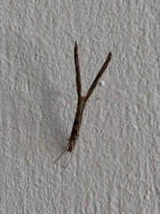 Agdistis tamaricis