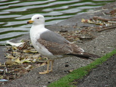 Larus fuscus