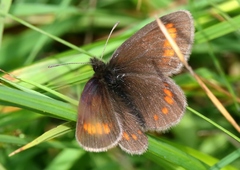 Erebia pharte