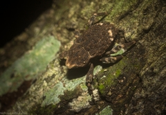 Poropterus bisignatus