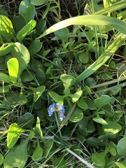 Scaevola calendulacea
