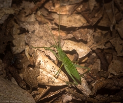 Mastighaphoides haffneri