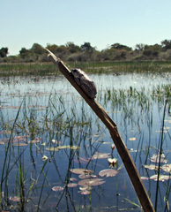 Hyperolius parallelus