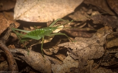 Mastighaphoides haffneri