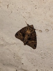 Phosphila turbulenta