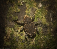 Poropterus bisignatus