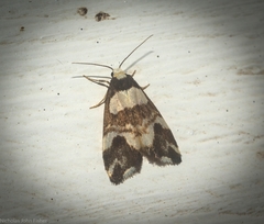 Thallarcha phalarota