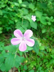 Geranium maximowiczii