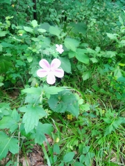 Geranium maximowiczii