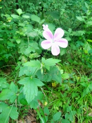 Geranium maximowiczii