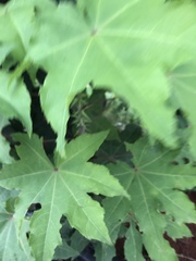 Kalopanax septemlobus