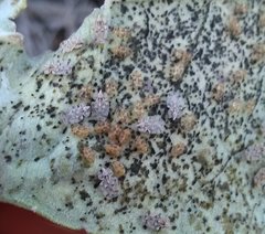 Corythucha immaculata