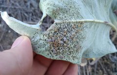 Corythucha immaculata