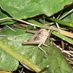 Chorthippus albomarginatus