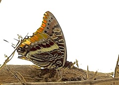 Charaxes