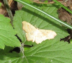 Idaea emarginata
