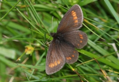 Erebia pharte