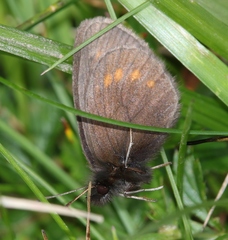 Erebia pharte