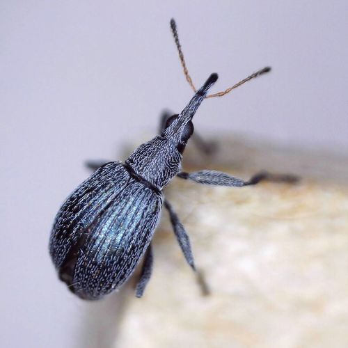 Eutrichapion vorax