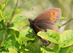 Erebia epiphron