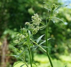 Sium sisaroideum