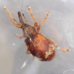 Anthonomus pedicularius