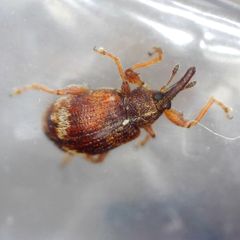 Anthonomus pedicularius