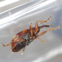 Anthonomus pedicularius