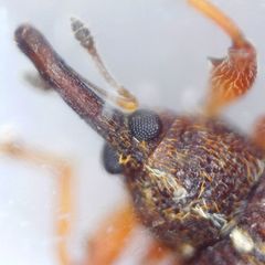 Anthonomus pedicularius