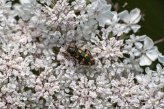 Trichodes flavocinctus