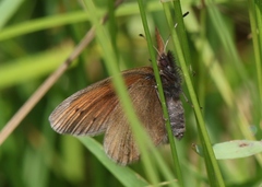 Erebia epiphron