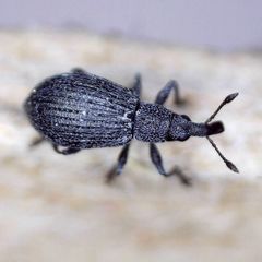 Perapion curtirostre