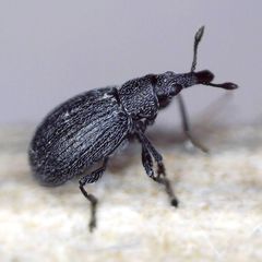 Perapion curtirostre