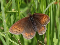 Erebia epiphron