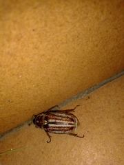 Anoxia matutinalis