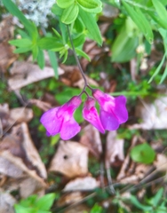 Lathyrus palustris pilosus