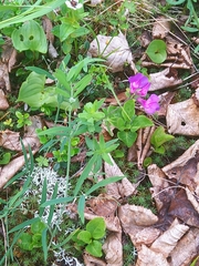 Lathyrus palustris pilosus