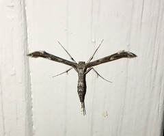 Hellinsia inquinatus