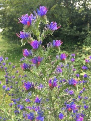 Echium vulgare