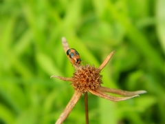 Ceratobasis koenigii