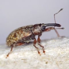 Dorytomus taeniatus