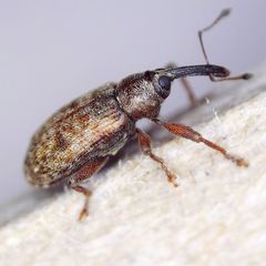 Dorytomus taeniatus